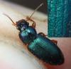 Ophonus sp.